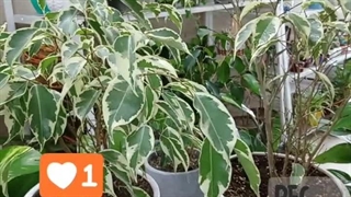 علت زرد روش دلیل درمان فصل موقع توقف جلوگیری چرا ریزش خشک ریختن برگ بنجامین ابلق کروتون فیکوس لیراتا آمستل میریزد خرید فروش