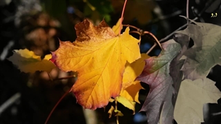 توبه، شعر از ابوسعید ابوالخیر