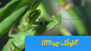 عجیب ترین حشره دنیا ، عملکرد باورنکردنی این حشره بدجور متعجبت میکنه!!!