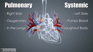 تشریح و بررسی قلب و عروق