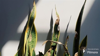 علت زرد شدن برگ سانسوریا از بالا | چگونه سانسوریا را احیا کنیم ؟؟