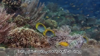 سوره علق - ترجمه صوتی و تصویری ۱۱۴ سوره قرآن مهر