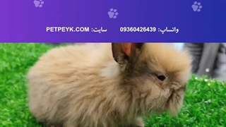 خرگوش لوپ کرمی نژاد ترکیش | خرید از پت پیک