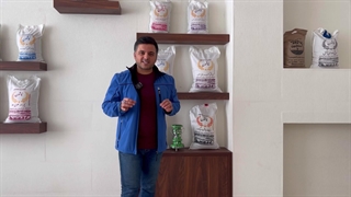 برنج طارم هاشمی و فجر