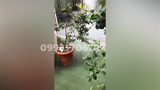 زیبا سازی فضای سبز با رطوبت ساز التراسونیک پارس صنعت