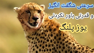 سرعت شگفت انگیز و قدرت بی نظیر یوز پلنگ