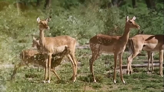 سوره تغابن - ترجمه صوتی و تصویری ۱۱۴ سوره قرآن مهر