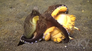 جدال بین خرچنگ و اختاپوس!!