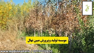 نهال فروشی در کرج