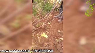 قیمت خرید نهال انجیر