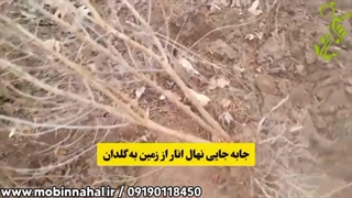 قیمت خرید نهال انار در کرج