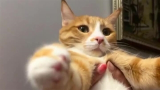 خداییش یاد زردآلو افتادم...