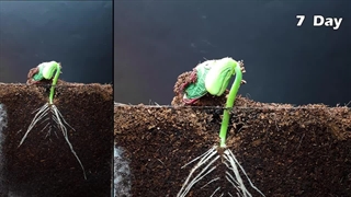 تایم لپس رشد لوبیا قرمز