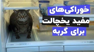 غذای خانگی برای گربه ولی مفید