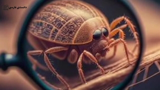 ساس حشره ای رختخوابی و مضر