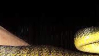 Cairns Spotter Catcher