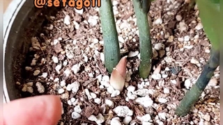 خرید فروش روش دلیل راه های شرایط کود مکمل مناسب پاجوش زدن گل سانسوریا زاموفیلیا زامیفولیا سیتوکینین پتاسیم روت پاور ریشه زایی