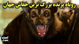 روباه پرنده عجیب ترین خفاش جهان