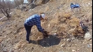 نهالکاری در اردوگاه کلکچال