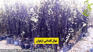 نهال ارغوان اصلاح طرح لبخند