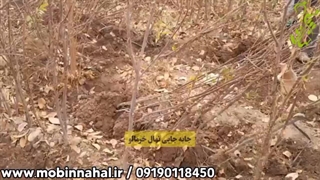 قیمت نهال خرمالو