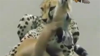 گرفتار شدن اهوتوسط یوز.اهنگ ..سورنا پایخوان