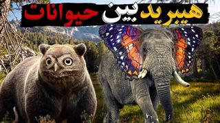 ۱۰ حیوان دورگه هیبریدی را بشناسید