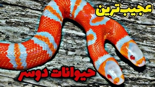 حیواناتی با دوسر که تا باحال تو زندگیتون ندیدین!!