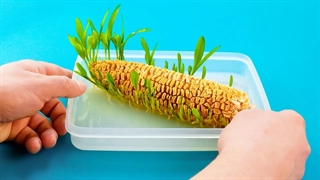 نحوه پرورش میوه و سبزیجات در خانه