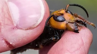 زنبورهای گاوی وحشی: زنبورهایی که طعمه خودشون رو چندین بار نیش میزنند