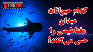 کدام حیوانات میدان مغناطیسی را حس می‌کنند؟