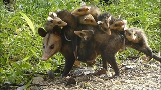 صاریغ و بچه صاریغ های بامزه!