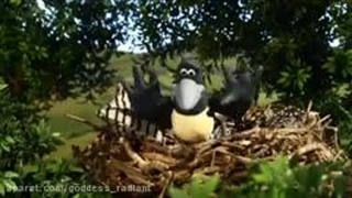 کارتون زیبای گوسفند زبل