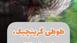 معرفی طوطی گرینچیک