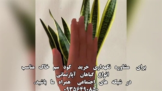 خرید فروش روش دلیل راه شرایط سم کود تقویتی خاک مکمل مناسب پاجوش زدن گل و گیاهان آپارتمانی