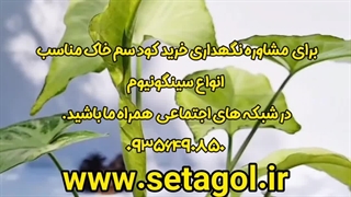 خرید فروش روش دلیل راه شرایط سم کود تقویتی خاک مکمل مناسب پاجوش زدن گل انواع سیگونیوم