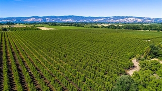 ماجرای تغییر کاربری اراضی کشاورزی در تاکستان چه بود؟