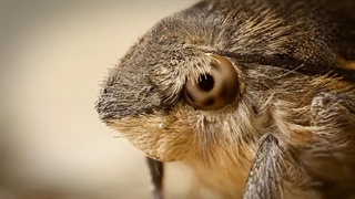 موجودی عجیب، حاصل ترکیب مرغ، مگس و شاپرک!!