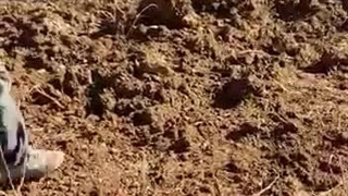 دراوردن ریشه نهال های میوه یشیل نهال