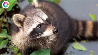 تمیزترین و با نظافت ترین حیوان جهان