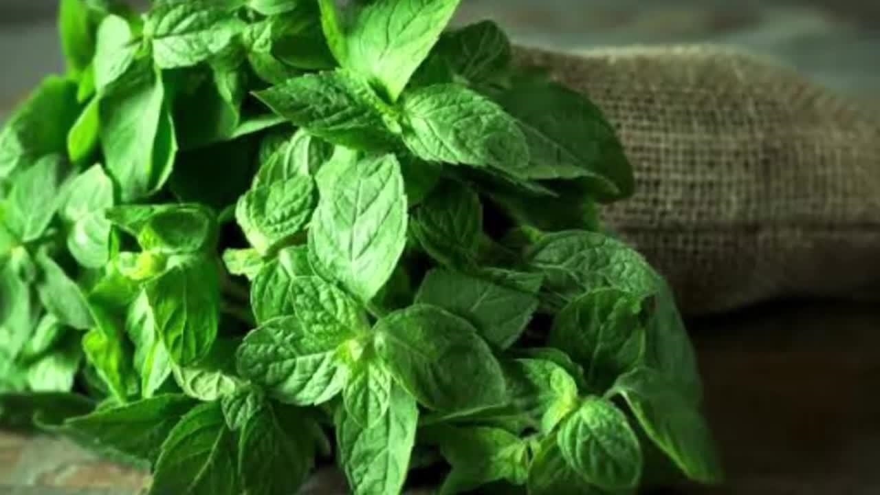 خواص دارویی نعناع و درمان نفخ معده با نعناع - نماشا
