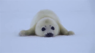 بچه شیر دریایی در جستجوی مادرش