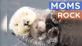 بهترین مادران حیات وحش در کنار بچهاشون!