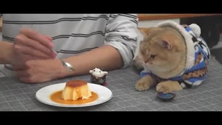 طرز تهیه کاستارد