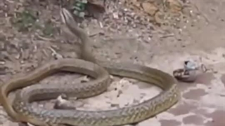 مادر است دیگر