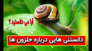 دانستنی هایی درباره حلزون ها