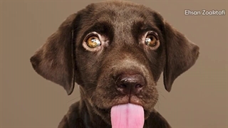 خشکی بینی سگ و گربه | دلایل خشکی بینی