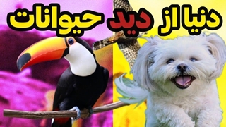 دنیا از دید حیوانات!