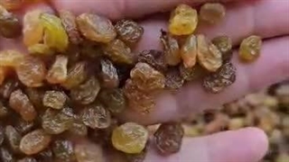 کشمش پلویی طلایی قهوه ای