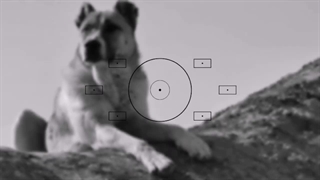 سگ سرابی اصیل|مشخصات سگ سرابی|غذای سگ سرابی